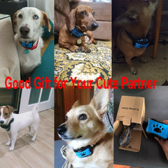 Ultrasonic Anti-Bark Dog Collar | USB Rechargeable Training Collar - Fun Stuff Gift Shop