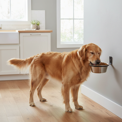 Wall-Mounted Dog Bowl in Kitchen